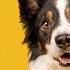 You Must Master These 5 Things For A Better Behaved Dog