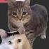 Guess Who S Back Dogofwisdom Oia Cat Huh