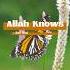 Allah Knows Everything About You Allah Trendingshorts