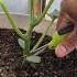 Simple Pruning Tips For Cucumbers Maximum Production Gardening Garden