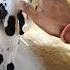 Music Song Rap Newsong Lyrics Goat Funny Shepherdmix Newmusicrelease Shepherd