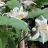 Outrageous Blooms On My Lemon Tree