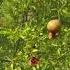 Russian Pomegranate June2023 Pomegranate Shorts Short Shortvideo Rarefruit Fruit Garden
