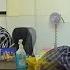 Pain Doctor A Father And Son S Stressful Journey Tonsils That Stole Peace