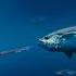 Hunting The Most Powerful Tuna On Earth 100 Ft Deep