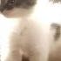 Kittens Using 100 Cuteness Are Breaking The Internet