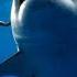 Hawaii Diver Swims With Record Breaking Largest Great White Shark TODAY