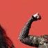 Do You Believe In Boom Bomm Boom Cher Vs Vengaboys Paolo Monti Mashup 2023