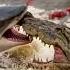Titans Of The Water Great White Shark Vs Crocodile