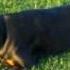 Rottweiler Cirrus Park 2