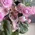 African Violet Variegated