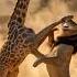 A Lion Bullies A Baby Giraffe And Gets A Beating From The Mother MaternalLove