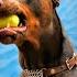 Why The Doberman Crushes Every Other Dog Breed