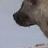 Hyenas Laugh To Communicate And It S Seriously Smart