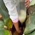 What Is Agave Nectar Discover Pulque Mexico S Ancient Fermented Drink