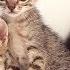 Cats Learning About Cats For Kids