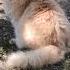 Cat Боже какой же Я красивый