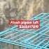 Music Song Love Pigeon Kabootarbazi Kabutar Pigeonloft