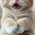 Cute Baby Cat Says I M Sorry Mommy Cat Cute Catlover Lipsync Kitten