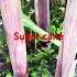 Caribbean Sugarcane Sweetest Fruit Ever Garden