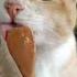 Happy 5th Birthday Miko From A Stray Cat To The King Of My Heart Sikkim Petlover Cats Catvideos