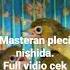 Masteran Pleci Nishida Viral