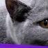 5 распространенных причин икоты у кошек