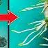 How I Breed The Most Beautiful Orchid In The World Easily With Only Water