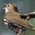 Hear The Oven Bird Song