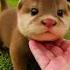 Amazing Animal Transformation Animaljourney Animallife Animalgrowth