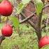 Startled To Encounter Snake While Harvesting Exotic Red Grapefruit For Sale What S Going On