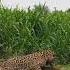 Epic Sighting Of Jaguar Killing A Capybara Today Shorts Jaguar Bigcat Wildlife