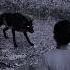 Part A300 Wolf In Village Wolfsounds Relaxinwolf Wolfsong Wildlife Wolf Forest Nature Shorts