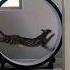 F1 Savannah Cat Nyx Charging Up The Homestead One Fast Cat Exercise Wheel
