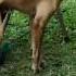 Anjing Sange Pengen Ngentot