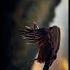 Vulture Viralvideo Birds Vultures Shortvideo Shorts Photography Tutorial Video Viralshorts
