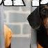 Ep 14 WIENER DOG PRISON BREAK Funny Dogs Escaping Jail