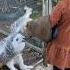 Ciyana Feeding Snowy Owl Fpryoupage Bird Child Fyp Petlover Animal Followme Foryou Fun