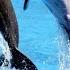 Attraction Of Dolphins Playing Ball Makes A Scene