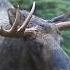Huge Bull Moose With His Frisky Cows MooseMan Video Photography Calendar