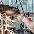 PALEFACE SWISS Curse Us Live At Resurrection Fest EG 2024