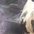 Pure HF Breed Cow Gulia Dairy Farm