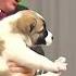 Russia S Putin Plays With Fat Dog Shorts