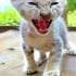 Tiny Kitten Meowing Sounds Cat