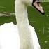 White Swan