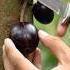 Amazing Tropical Fruit You Can Grow On Your Rooftop Amazing Tropicalfruit Shorts Growingfruit