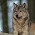 EVIL WOLF Mixed In A Wolf And Human