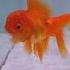 5 Things You Must Know About Goldfish Goldfishaquarium