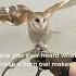Have You Ever Heard What Noise A Bar Owl Makes Funny TikTok Video