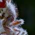 Zombie Parasite Cordyceps Fungus Takes Over Insects Through Mind Control National Geographic